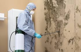 Trusted East Setauket, NY Mold Remediation Experts